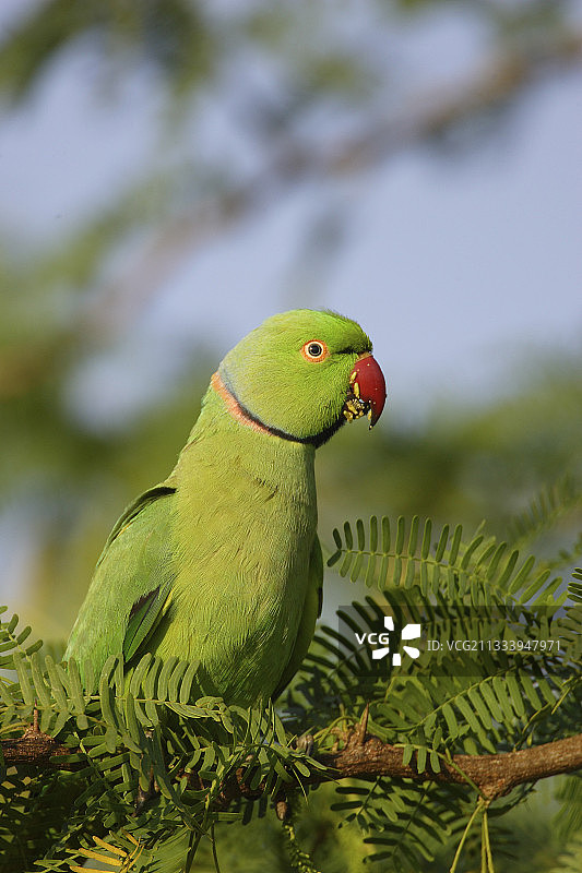 斯里兰卡亚拉国家公园树枝上的红领绿鹦鹉图片素材