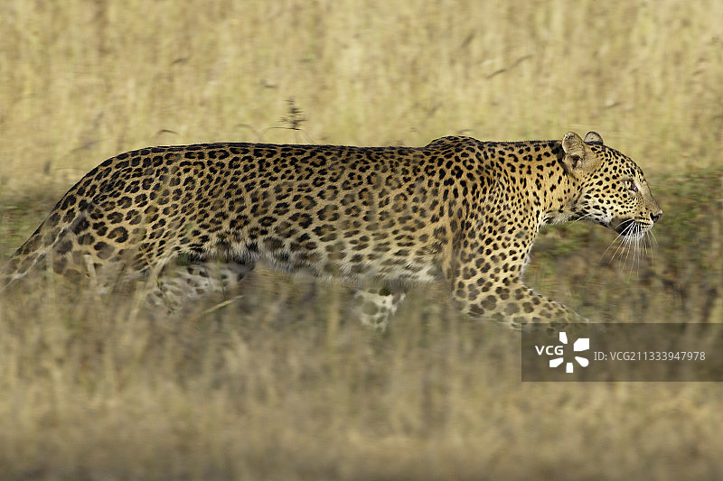 行走在亚拉斯里兰卡草地上的斯里兰卡豹图片素材