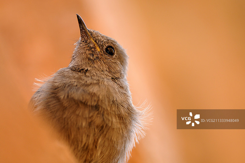 在法国红色石头背景下的年轻红尾鸲图片素材