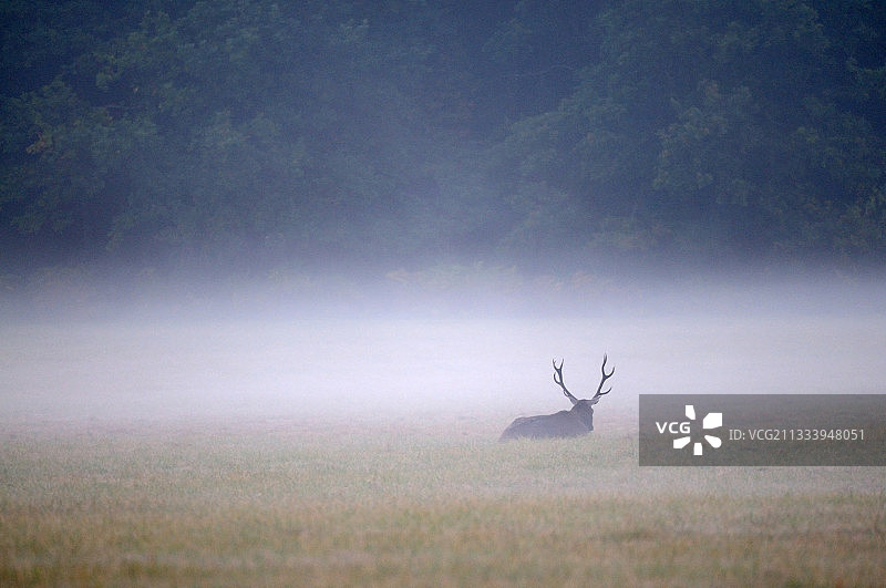 清晨鸣叫后疲惫的红鹿图片素材