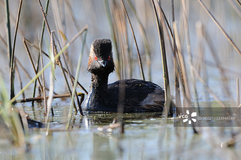 黑颈鸊鷉在索洛涅法国的芦苇丛中游泳图片素材