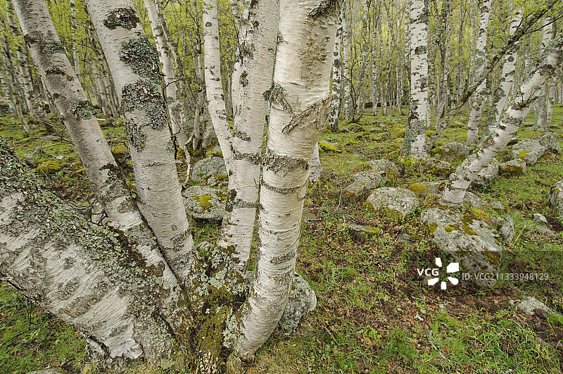法国 Carlit Pyrenees 春季的毛白桦林图片素材