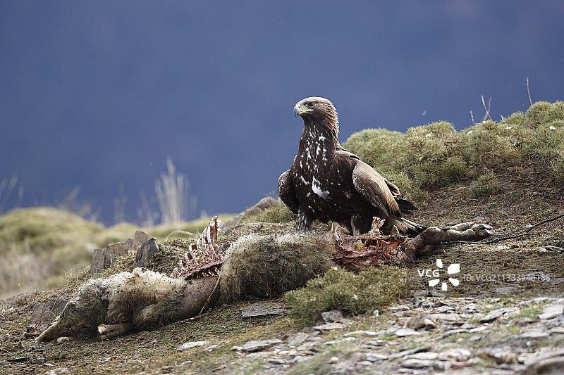 金雕捕食羚羊 - 奥德萨比利牛斯山（西班牙）图片素材