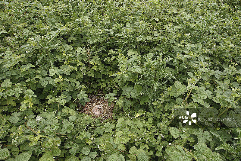 西班牙巢中的鹞幼鸟图片素材