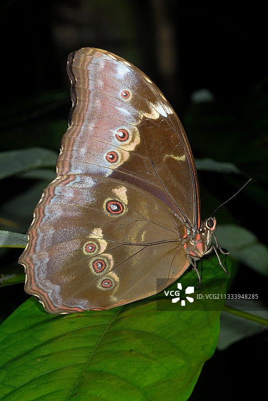 法属圭亚那叶子上的阿喀琉斯闪蝶图片素材