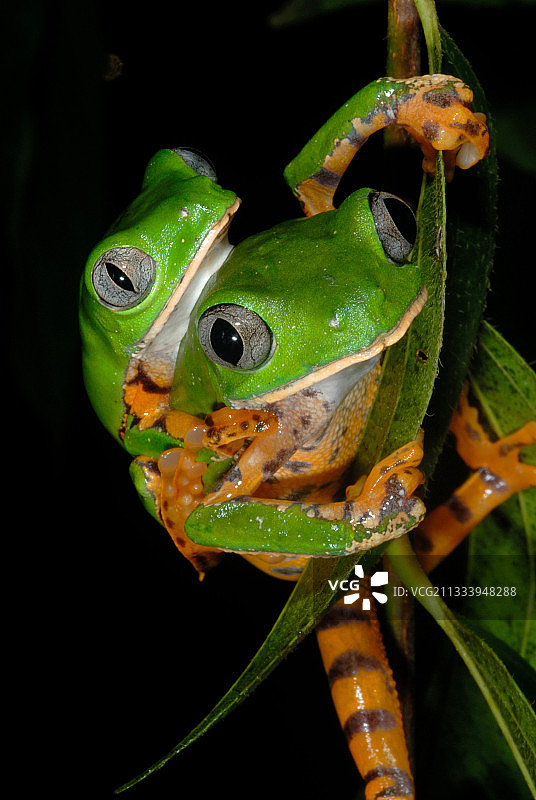 交配中的虎纹叶蛙图片素材