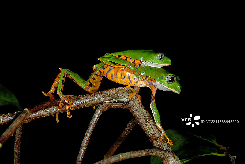 交配中的虎纹叶蛙图片素材