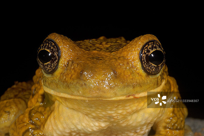 法属圭亚那脉纹树蛙的肖像图片素材