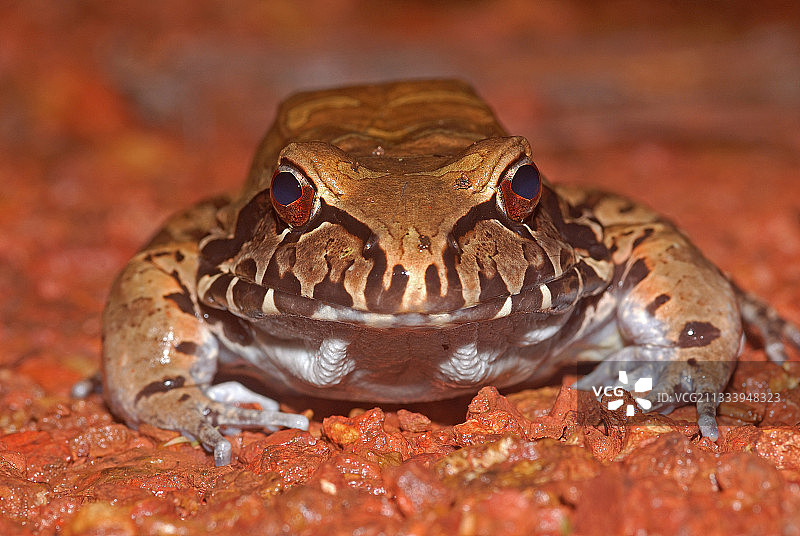法属圭亚那红土中的烟雾丛林蛙肖像图片素材