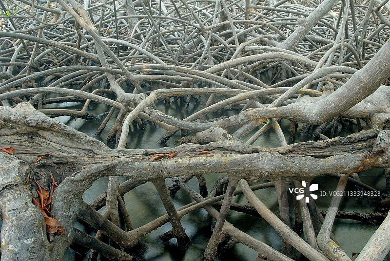 马提尼克缠绕的红树林根系图片素材