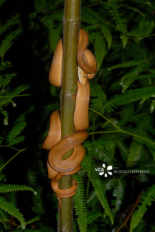 法属圭亚那树干上的亚马逊树蚺图片素材