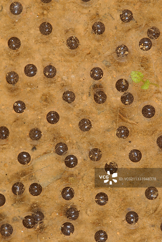 法属圭亚那池塘中的角斗士树蛙卵图片素材