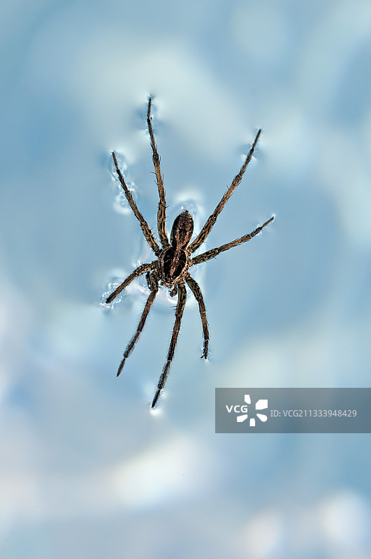 在游泳池水面上行走的狼蛛，法国图片素材