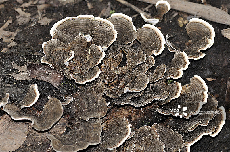 瑞士温室树桩上的蘑菇与蝴蝶图片素材