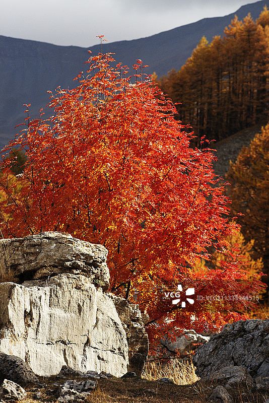于巴耶河谷秋季的常见白梁图片素材
