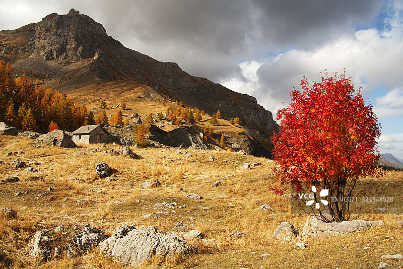 高山小屋、花楸树和宪兵帽图片素材