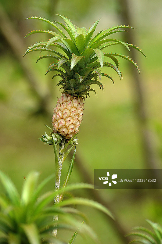 马来西亚菠萝成熟图片素材