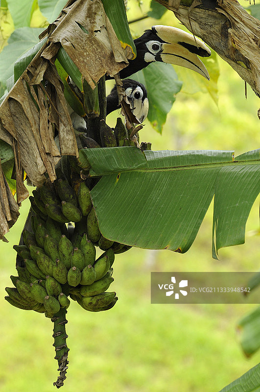 沙巴，食用香蕉的花斑犀鸟图片素材
