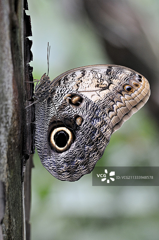 瑞士凯尔泽斯蝴蝶温室中的猫头鹰蝴蝶图片素材