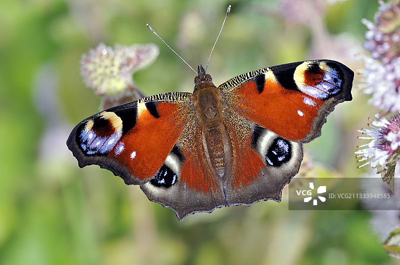 在法国的晨光中温暖的荨麻蛱蝶图片素材