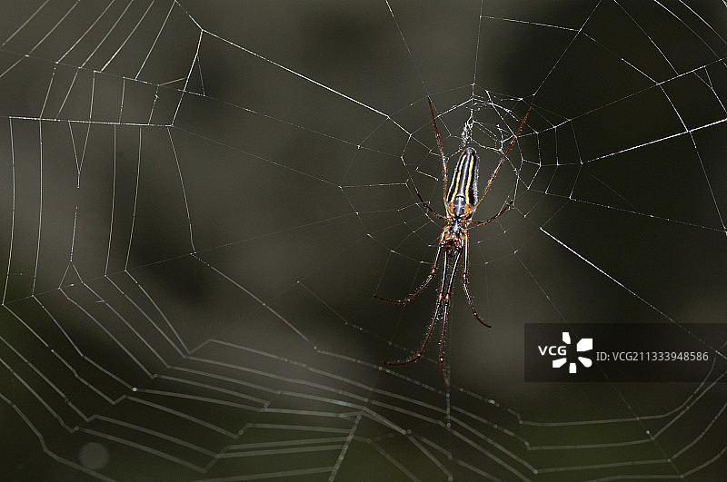 隐匿于法国科雷兹池塘水面网上方的长颚蛛图片素材