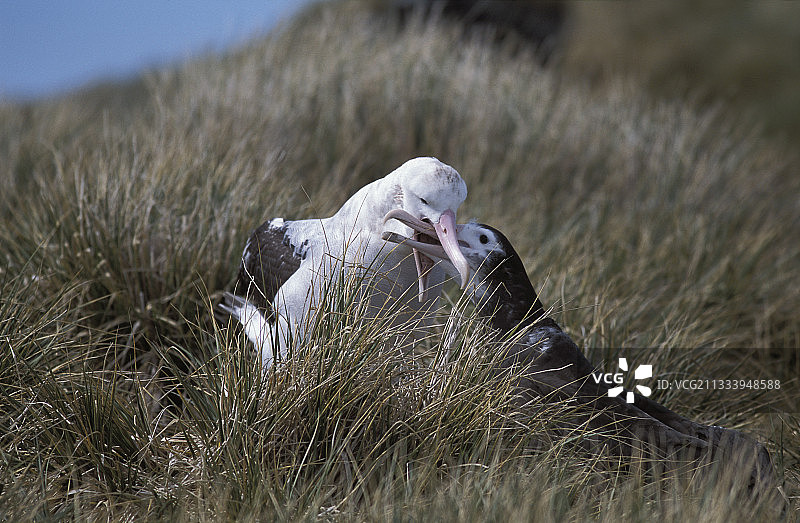 漂泊信天翁喂食小乔治亚岛海燕图片素材