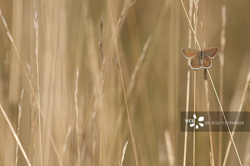 丘克希尔蓝蝶落在草梗上，奥伯奈图片素材