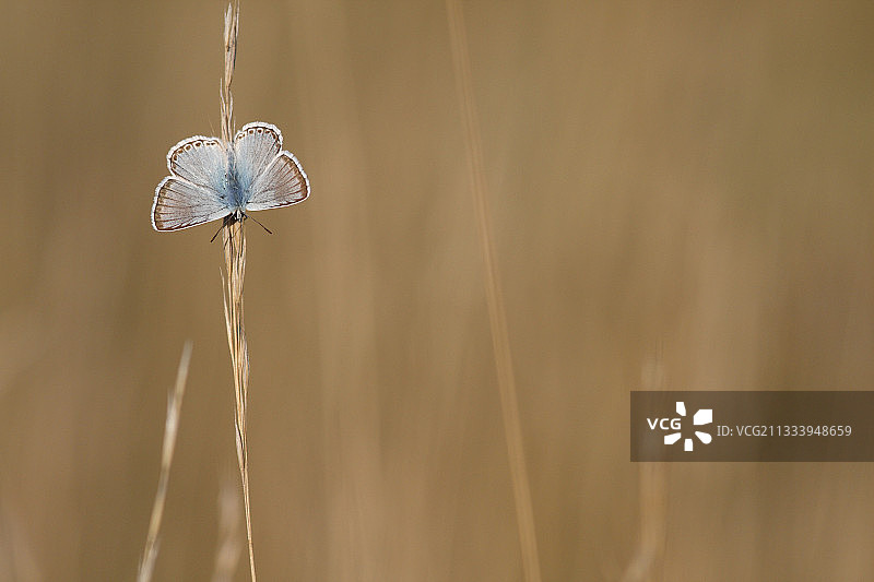 降落在草地花序上的 Chalkhill Blue图片素材