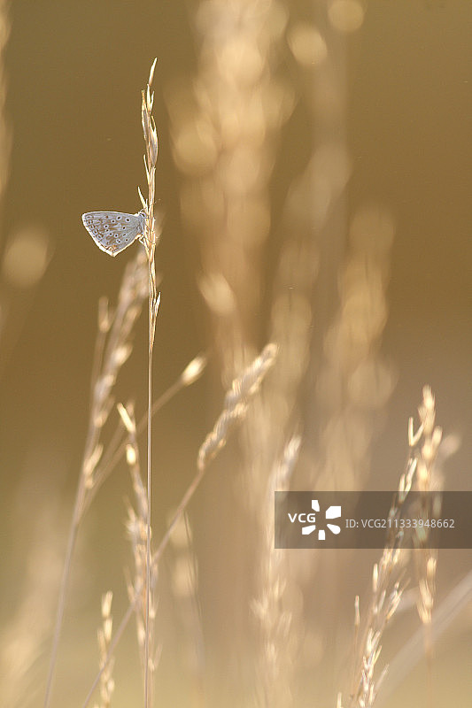 降落在草地花序上的 Chalkhill Blue图片素材