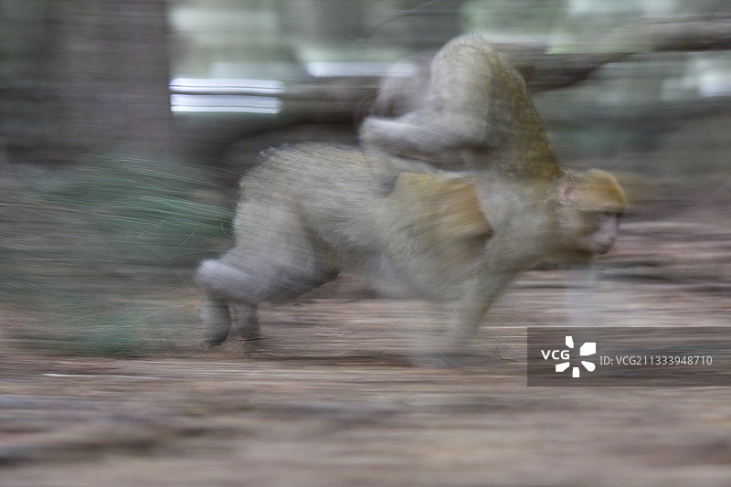 在松树山玩耍奔跑的巴巴里猕猴图片素材
