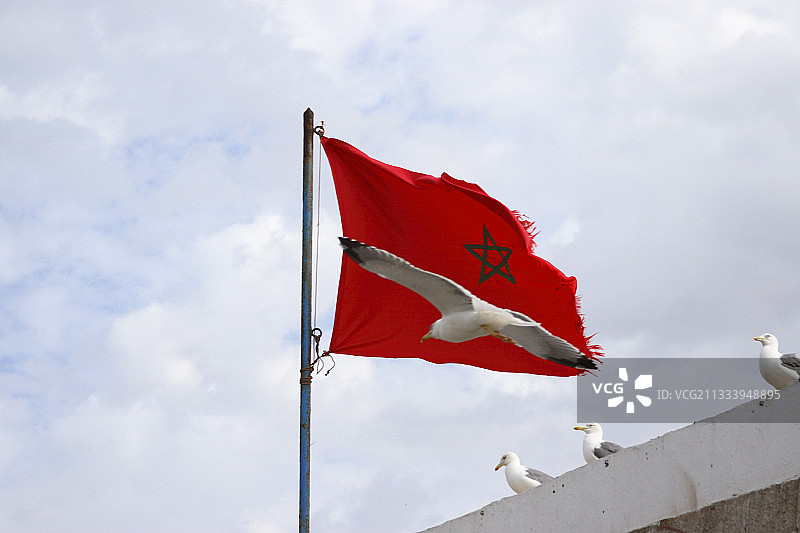 海鸥与摩洛哥国旗图片素材