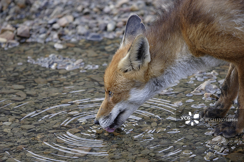 意大利大帕拉迪索峰国家公园里在河边喝水的红狐狸图片素材