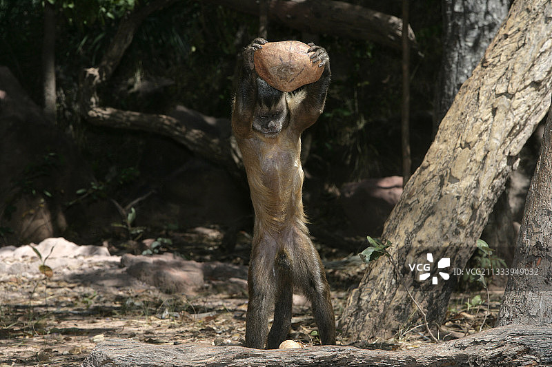 巴西棕色卷尾猴用石头砸开坚果图片素材