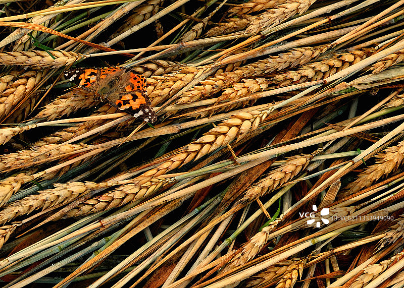蝴蝶落在随风摇曳的谷物上图片素材