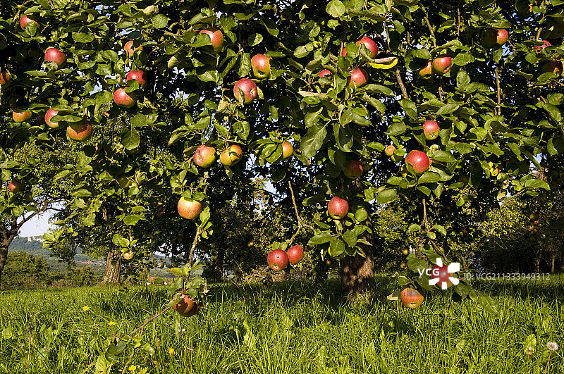 弗兰肯汝拉地区的成熟苹果图片素材
