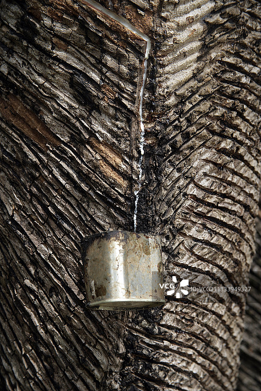 从巴西橡胶树采集的乳胶图片素材