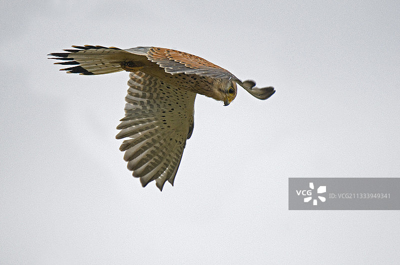 法国的雌性红隼狩猎行为图片素材