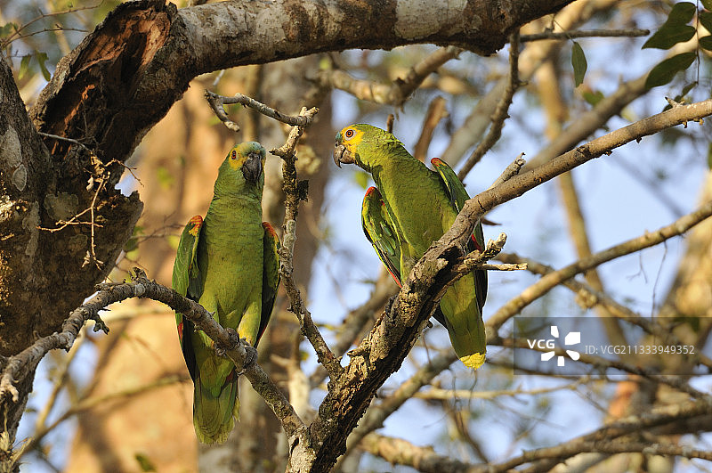 巴西潘塔纳尔湿地的蓝额鹦鹉图片素材