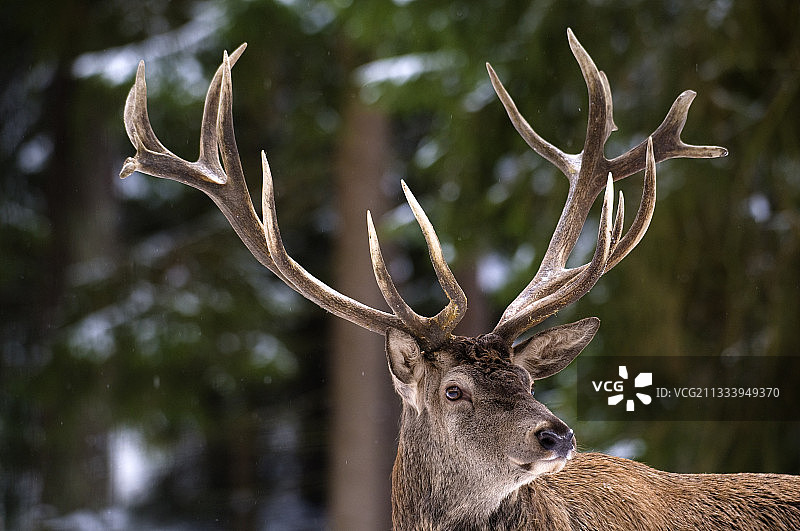 冬季自然公园中的鹿图片素材