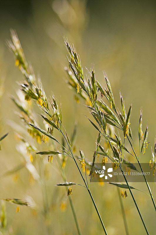 巴伐利亚草地鲜花上的雀麦图片素材