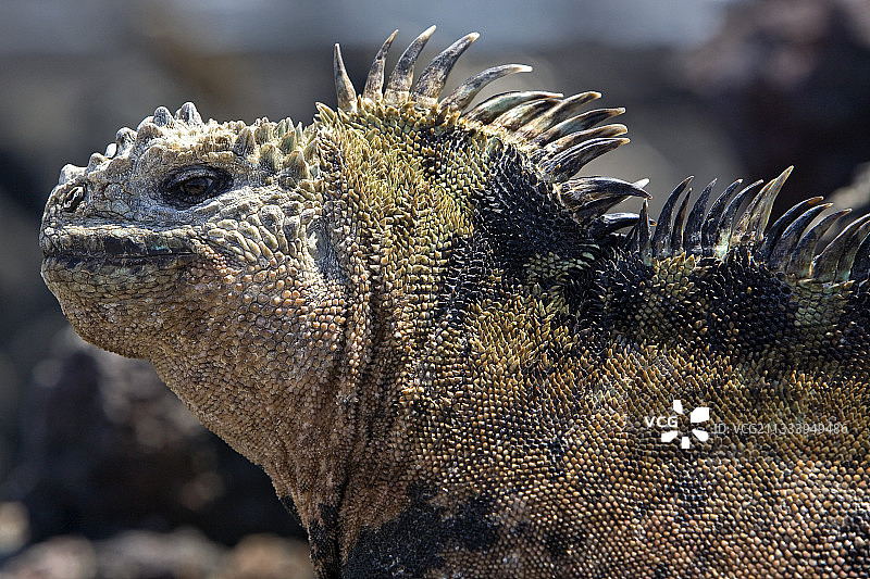 伊莎贝拉岛上的加拉帕戈斯海鬣蜥肖像图片素材