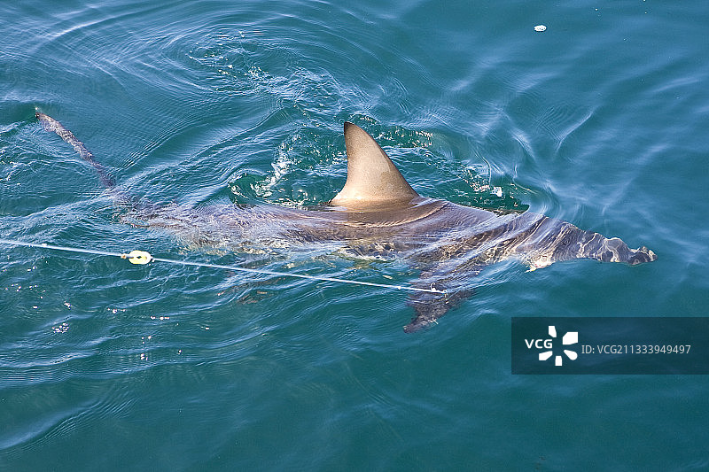 伊莎贝拉岛的加拉帕戈斯鲨鱼图片素材