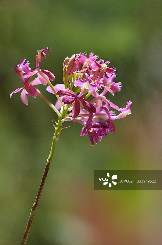 巴西亚马逊南部兰花图片素材