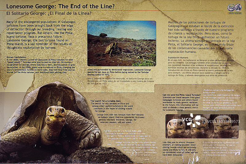 平塔岛象最后的个体“孤独的乔治”图片素材