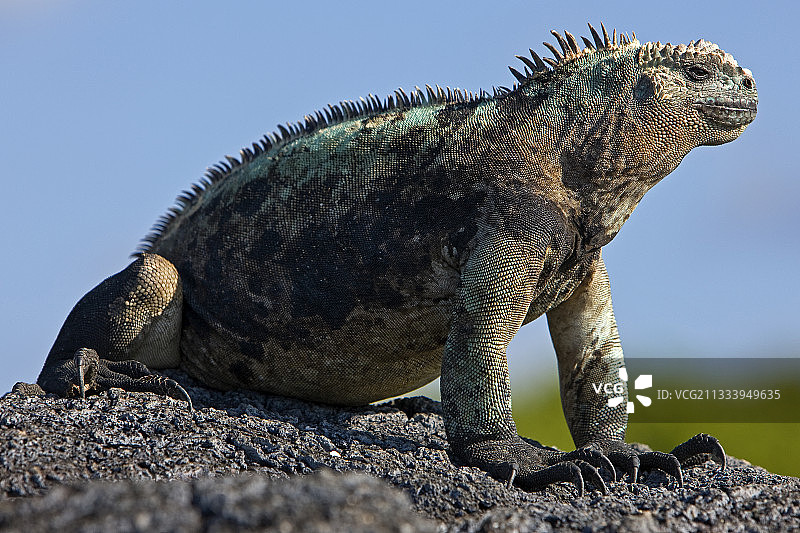 伊莎贝拉岛海滩上的加拉帕戈斯海鬣蜥图片素材