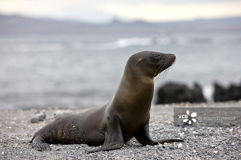 一只年轻的加拉帕戈斯海狮，加拉帕戈斯群岛图片素材