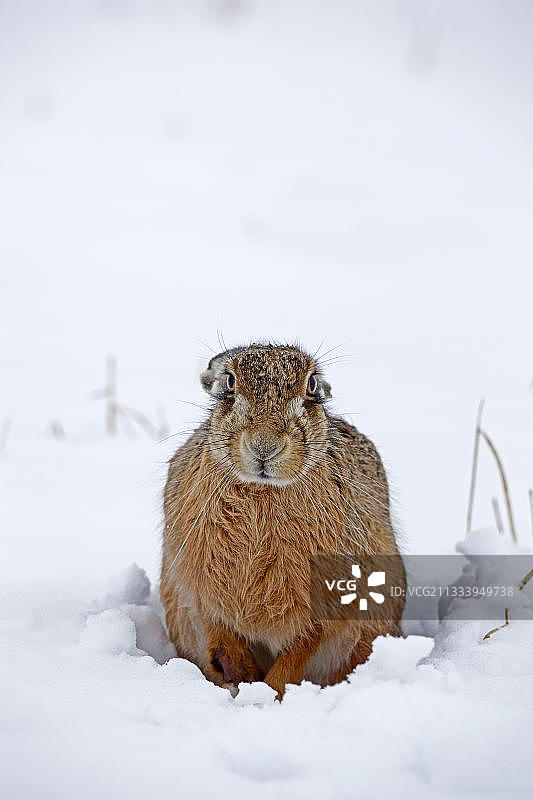 雪地里的欧洲野兔图片素材