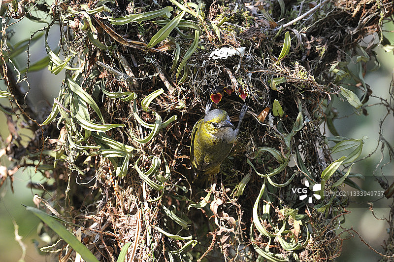 巴西金腹歌雀巢中幼鸟图片素材