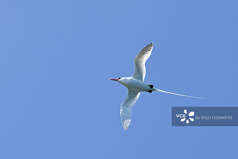 飞行中的红嘴热带鸟图片素材