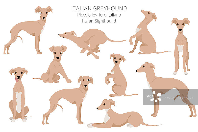 意大利格力犬剪贴画不同姿势图片素材